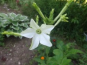 Valge lilltubakas (Nicotiana alata) 'Grandiflora'