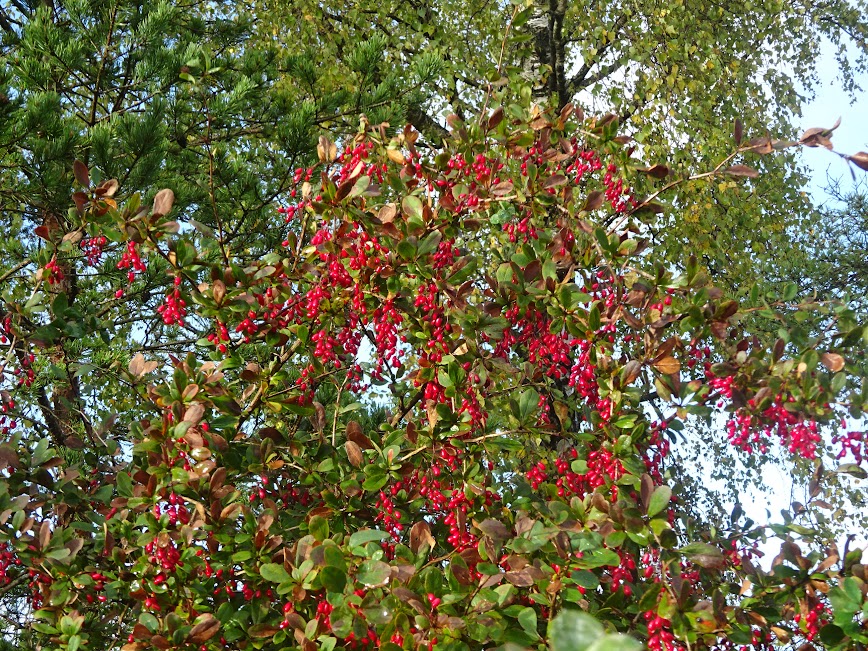 Harilik kukerpuu ehk paburitski (Berberis vulgaris) 14.10.2023
